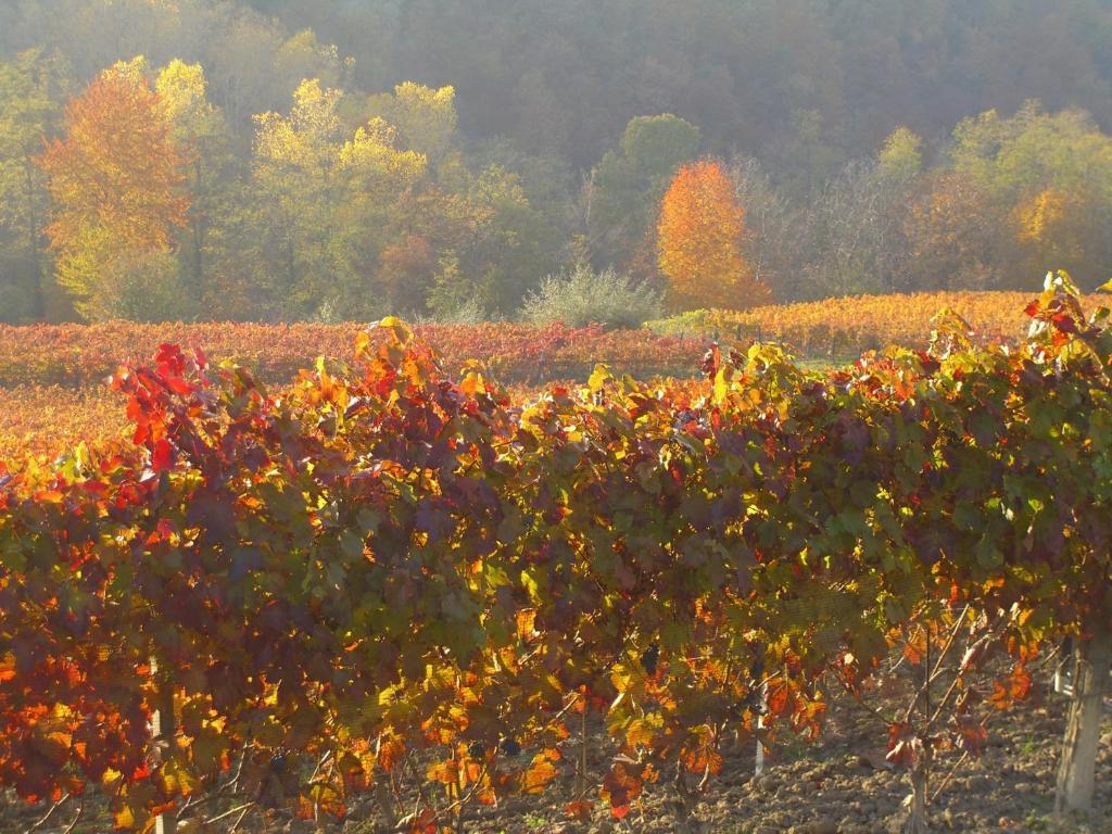 Cascina Il Ginepro Pensionat Sinio Exteriör bild